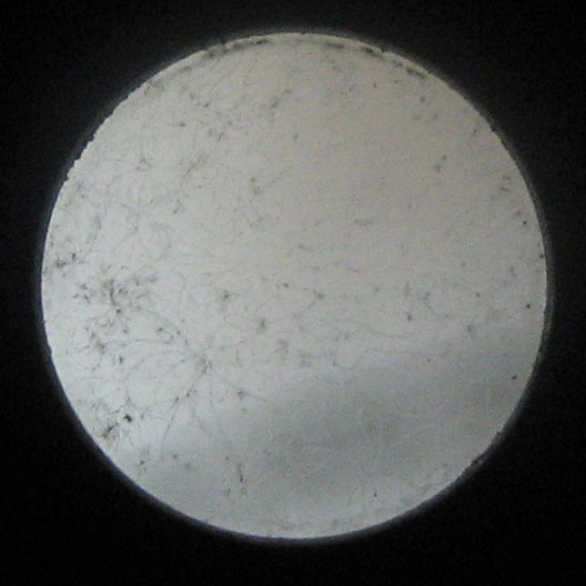 mold.jpg